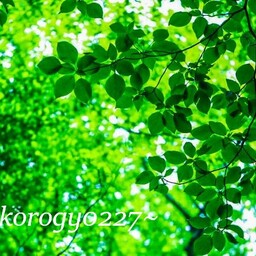 Nekorogy0227