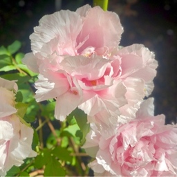 Peonybijoux