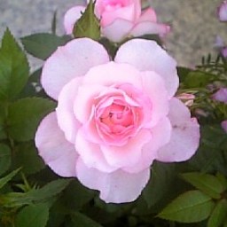 rose306