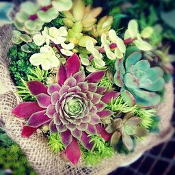 花＊斗姫