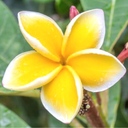 kealapua