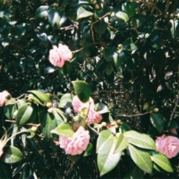 ensemble_la_broderie