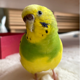 えったん