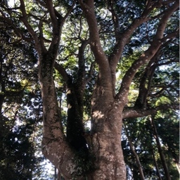 capriccioso1