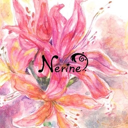 Nerine