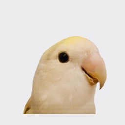 コザクラ堂