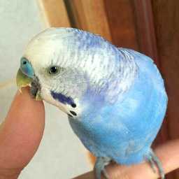 bird-bird