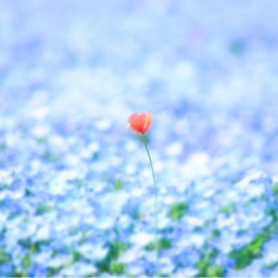 Lily