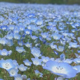 MallowBlueGarden