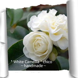 ＊WhiteCamellia＊chico