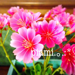 piami.｡.:*♡