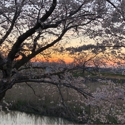 婦留家