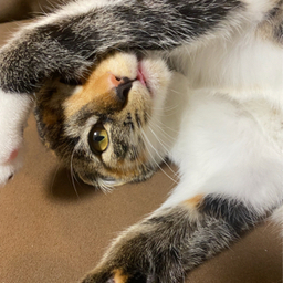 Fleur de chat