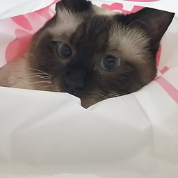 みう