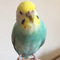 ぴちくりぴぃ