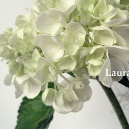 Laura