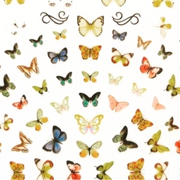 mariposa2020