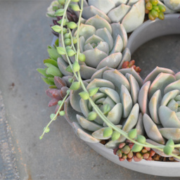 Ｐlants  therapy