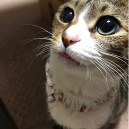 rikorisu