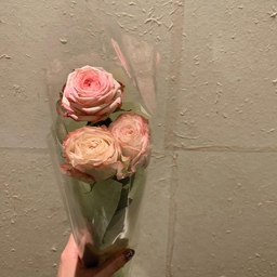 はしもとみなみ