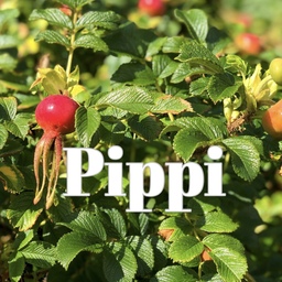 pippi(ピッピ)