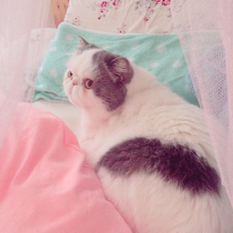 のんたん