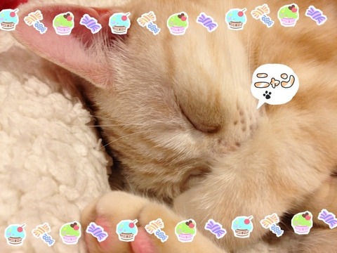 ＊眠り猫＊