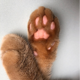 ねこまみれ