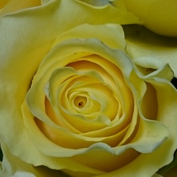 ranunculus