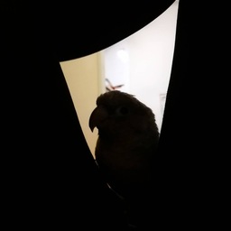 かぼす