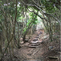 デイジーデイジー