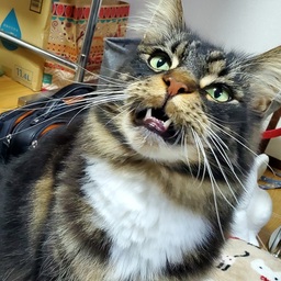 まるこ