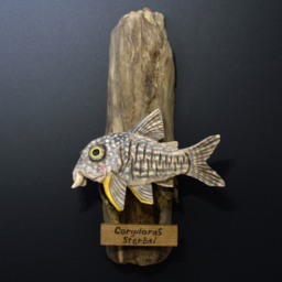 森の熱帯魚屋さん