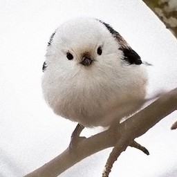 楼榎