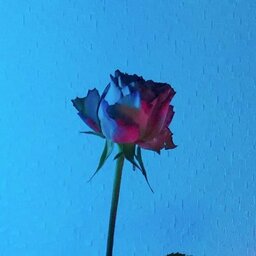 reliquae666