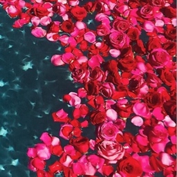 Roses     Ribbon