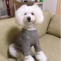 dogwear_fuuuu