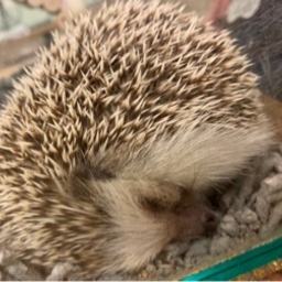 マシュ