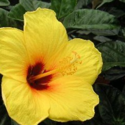 hibiscustomi