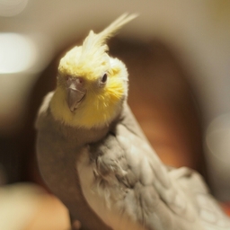 ＡＮＭＡ