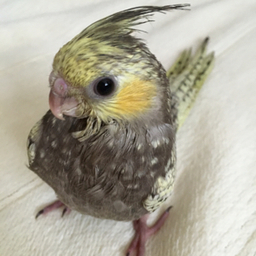 cocoro♪