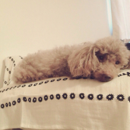 coco-kano