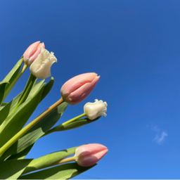 y.flower