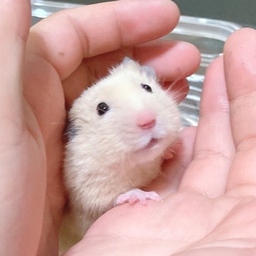 みにはむ