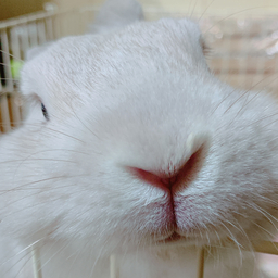 うさみみ