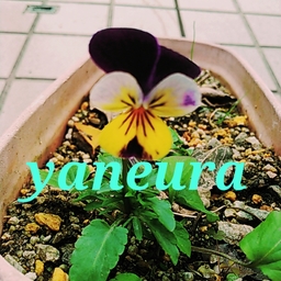 atelier yaneura