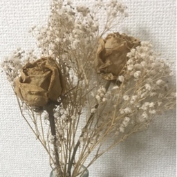 Baby’s breath