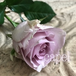 capel