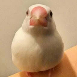 りんご