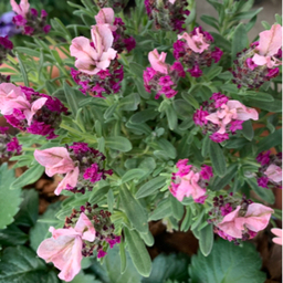 French Lavender 